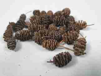 alder cones