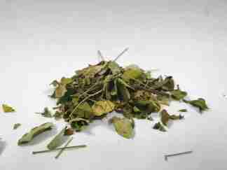 moringa leaves