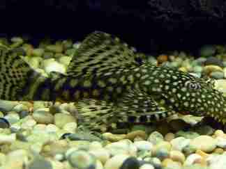 bristlenose pleco
