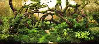 aquascaping