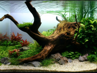Hardscape