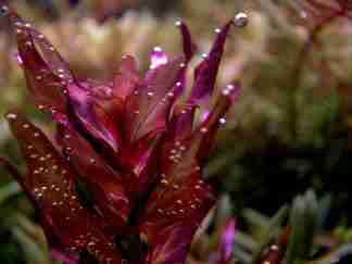 Plant Nutrition