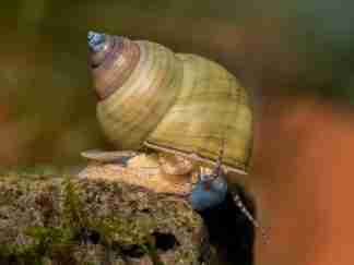 Tiger tower snail (filopaludina sumatrensis polygramma)