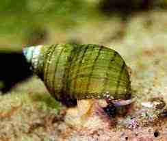 Tiger tower snail (filopaludina sumatrensis polygramma)