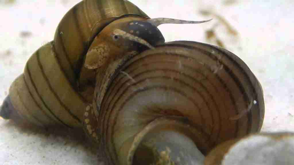 Tiger tower snail (filopaludina sumatrensis polygramma)