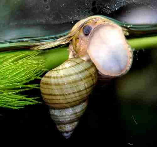 Tiger tower snail (filopaludina sumatrensis polygramma)