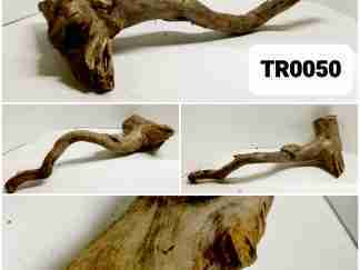 Tea Wood Roots #TR0050