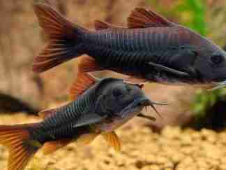 black venezuela corydoras (Corydoras schultzei 'black venezuela')
