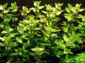 bacopa caroliniana