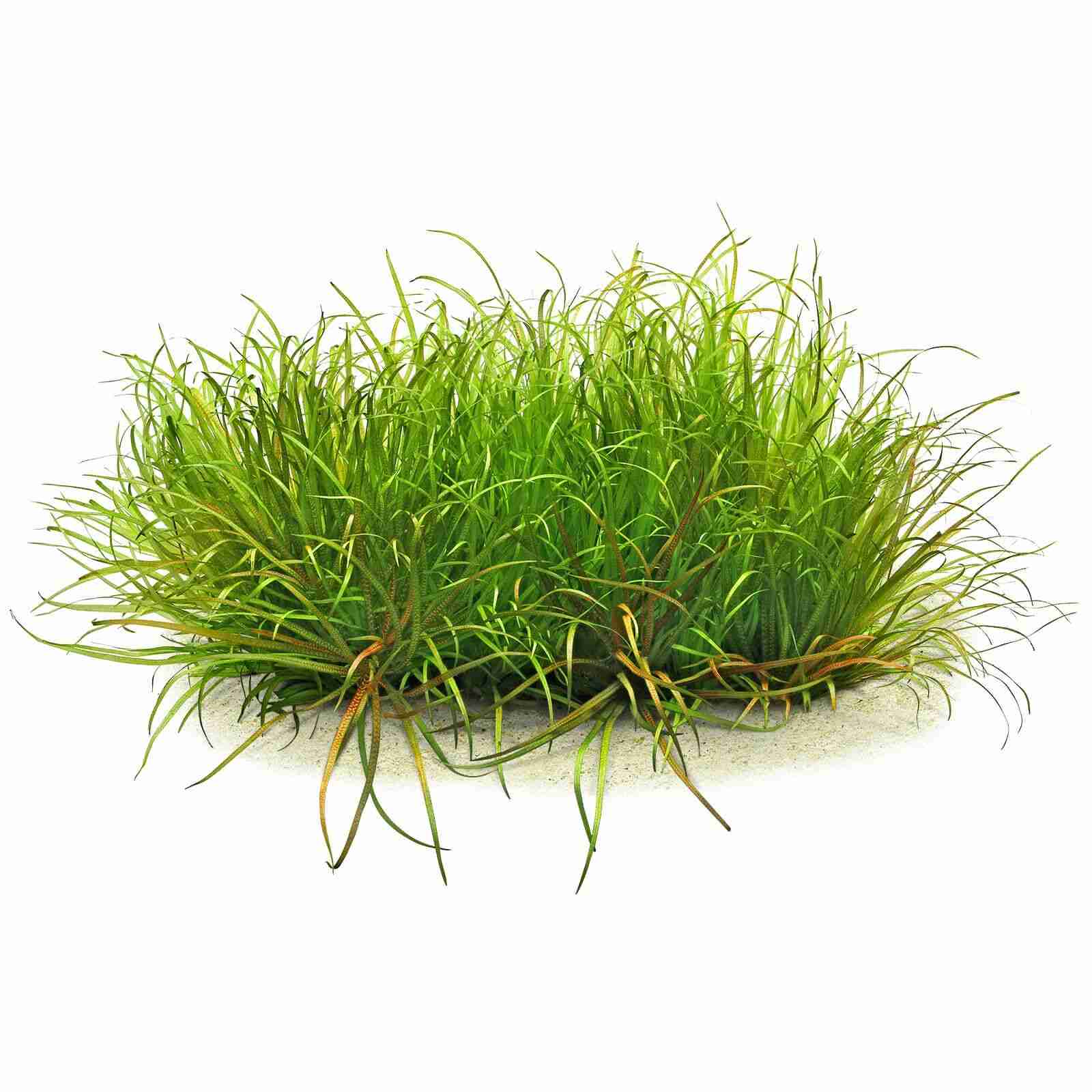 blyxa japonica