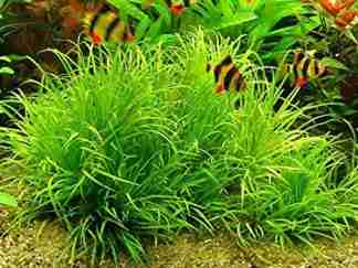 blyxa japonica