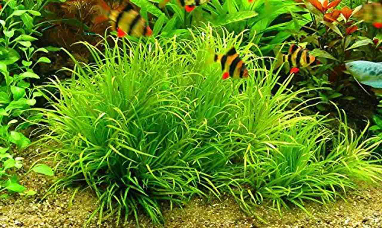 blyxa japonica
